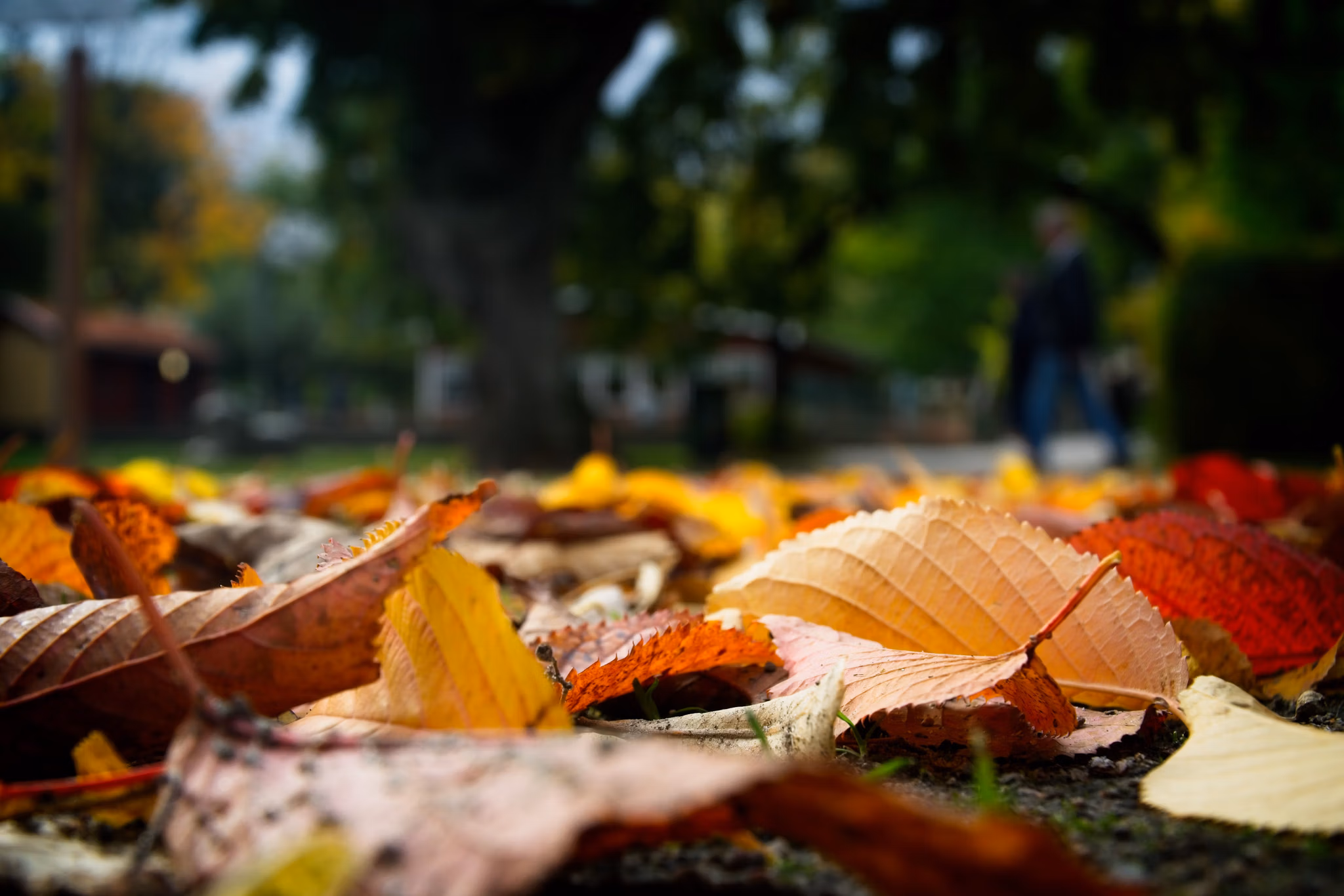 Professional seasonal property enhancement for Red Deer estates